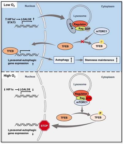 Graphical Abstract